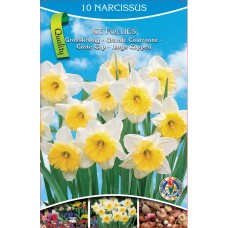 KN Narcis Ice Follies (10 bulbs)